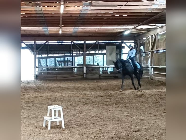 Más caballos de pura sangre Caballo castrado 4 años 165 cm Castaño oscuro in Bayreuth