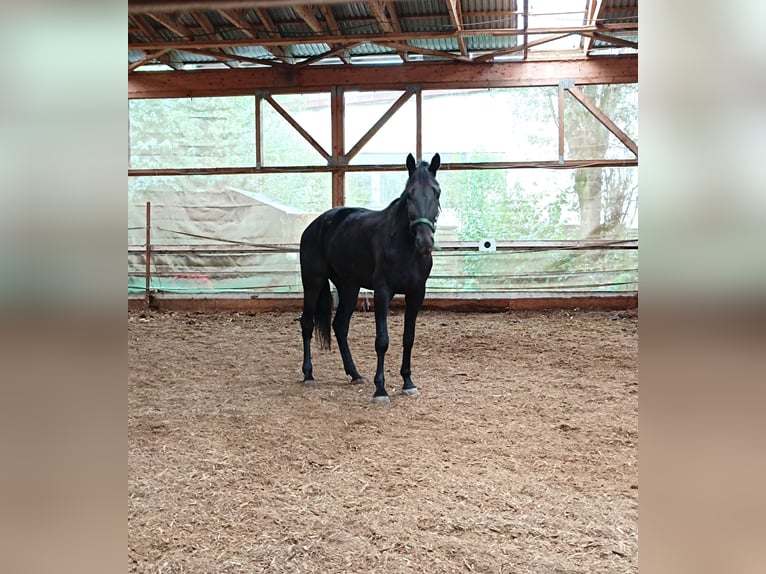 Más caballos de pura sangre Caballo castrado 4 años 165 cm Castaño oscuro in Bayreuth