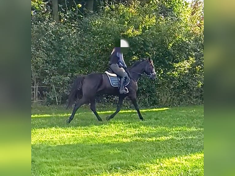 Más caballos de pura sangre Caballo castrado 4 años 165 cm Castaño oscuro in Bayreuth