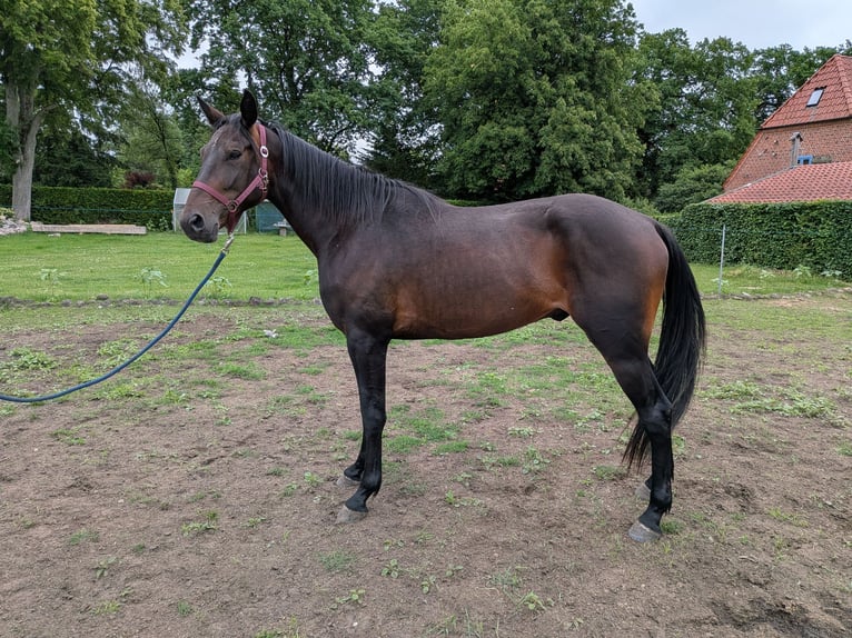 Más caballos de pura sangre Caballo castrado 4 años 165 cm Castaño oscuro in Neu Gülze