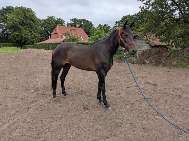Más caballos de pura sangre Caballo castrado 4 años 165 cm Castaño oscuro in Neu Gülze