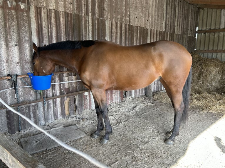 Más caballos de pura sangre Caballo castrado 5 años 164 cm Castaño in Friesoythe