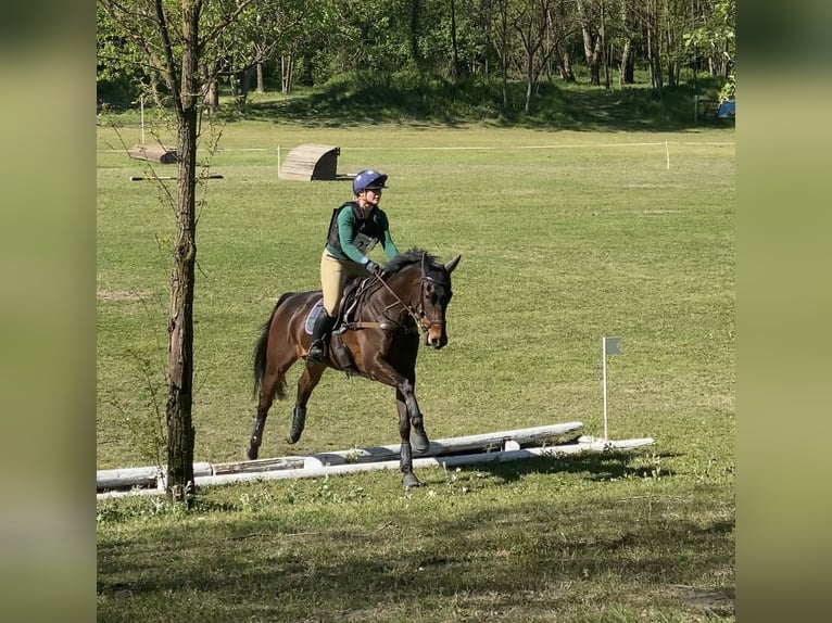 Más caballos de pura sangre Caballo castrado 5 años 166 cm Castaño oscuro in Torino