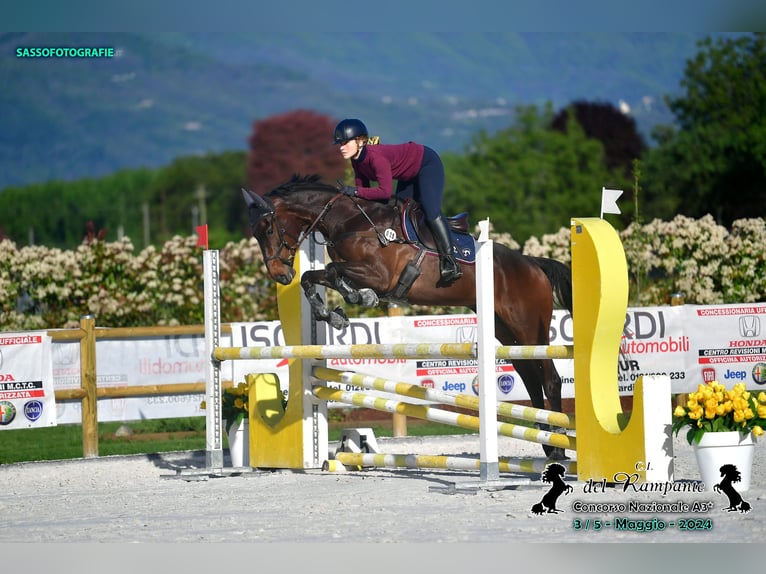 Más caballos de pura sangre Caballo castrado 5 años 168 cm Castaño oscuro in Torino