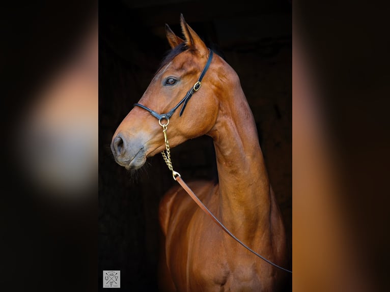 Más caballos de pura sangre Caballo castrado 5 años 171 cm Castaño in Boulogne-Billancourt