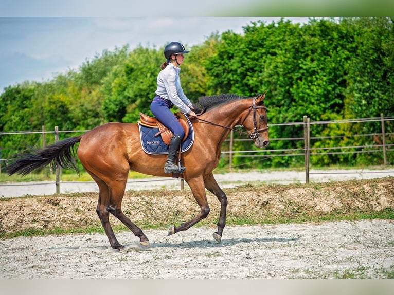 Más caballos de pura sangre Caballo castrado 5 años 171 cm Castaño in Boulogne-Billancourt