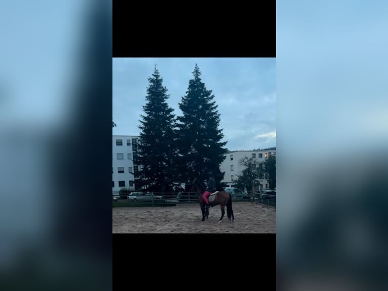 Más caballos de pura sangre Caballo castrado 6 años 153 cm Castaño in Weissach im Tal