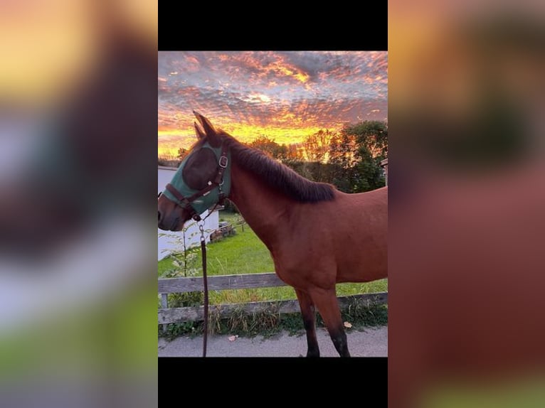 Más caballos de pura sangre Caballo castrado 6 años 153 cm Castaño in Weissach im Tal