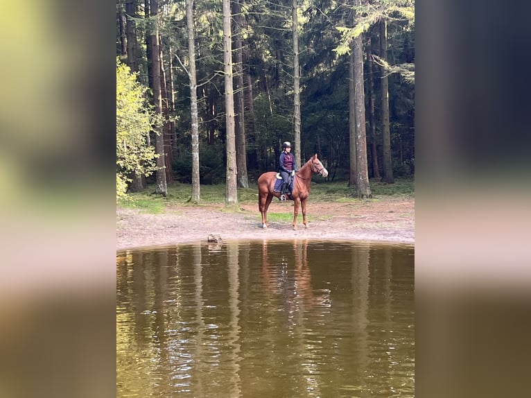 Más caballos de pura sangre Caballo castrado 6 años 156 cm Alazán in Eddelak