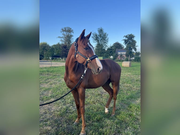 Más caballos de pura sangre Caballo castrado 6 años 156 cm Alazán in Eddelak