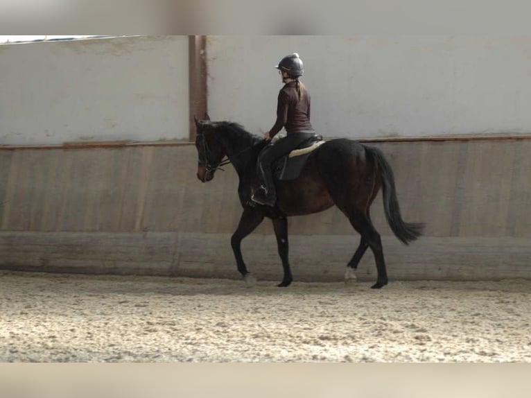 Más caballos de pura sangre Caballo castrado 6 años 165 cm Castaño oscuro in Andritz