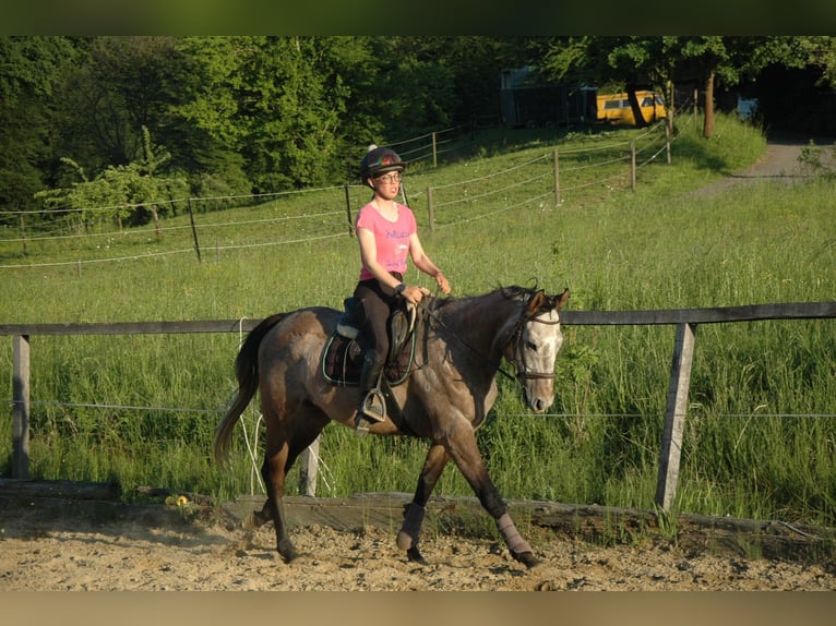 Más caballos de pura sangre Caballo castrado 6 años 165 cm Tordo in Tiefernitz