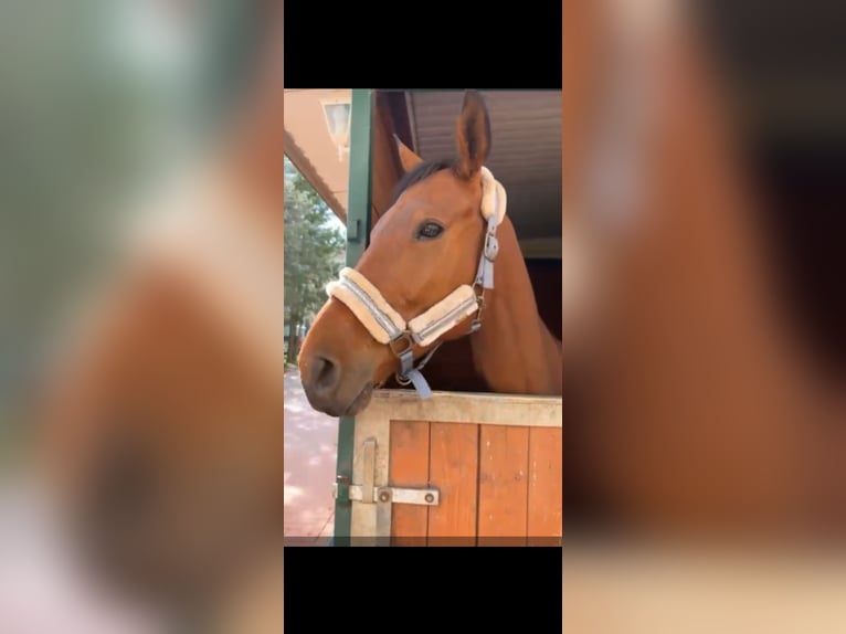 Más caballos de pura sangre Caballo castrado 6 años 168 cm Castaño in Arnstein
