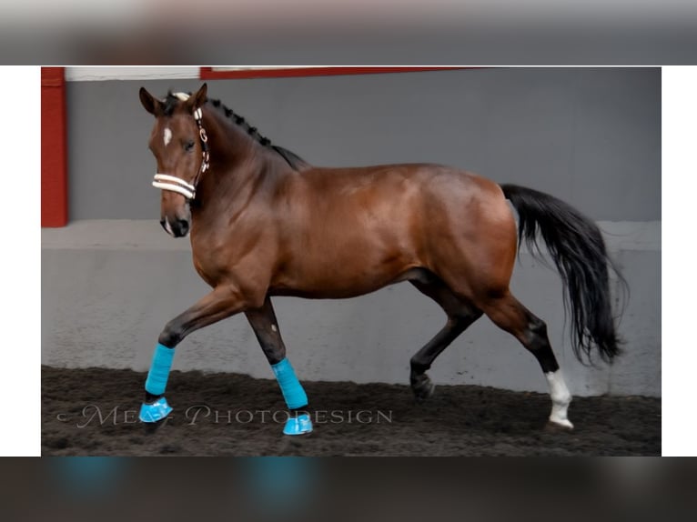 Más caballos de pura sangre Caballo castrado 6 años 169 cm Castaño rojizo in NAVAS DE MADRONO