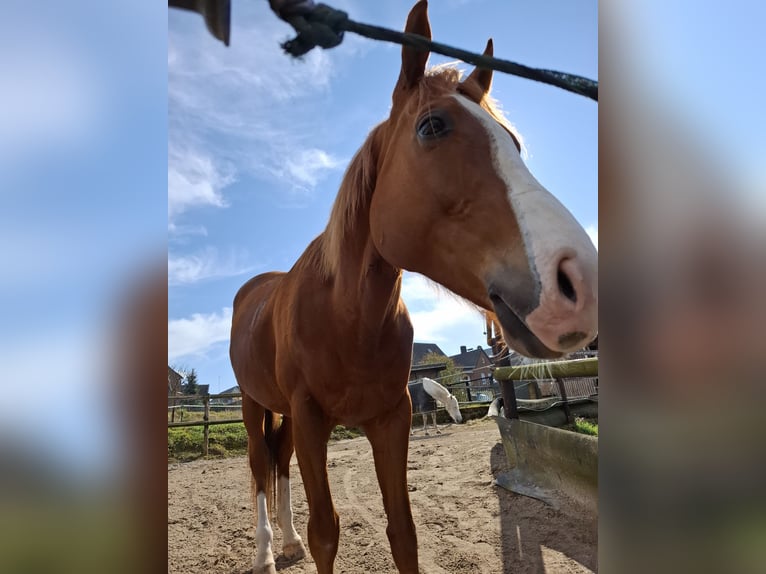 Más caballos de pura sangre Mestizo Caballo castrado 6 años 178 cm Alazán in Grevenbroich