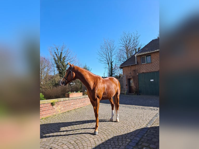 Más caballos de pura sangre Mestizo Caballo castrado 6 años 178 cm Alazán in Grevenbroich