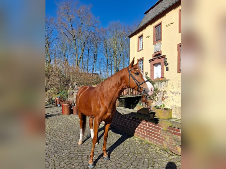 Más caballos de pura sangre Mestizo Caballo castrado 6 años 178 cm Alazán in Grevenbroich