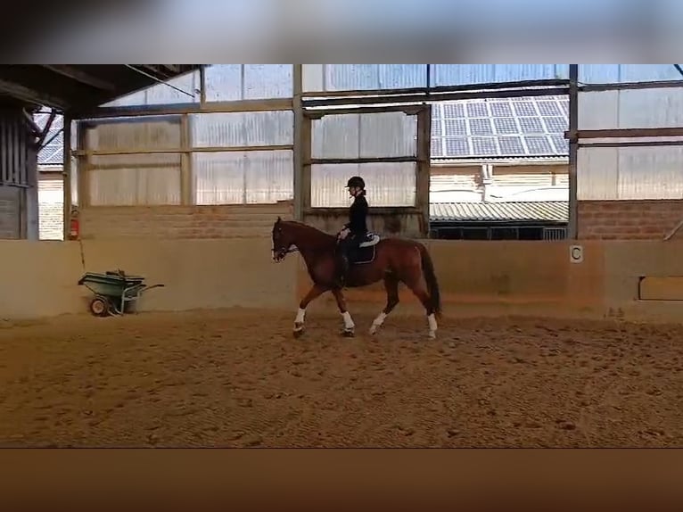 Más caballos de pura sangre Mestizo Caballo castrado 6 años 178 cm Alazán in Grevenbroich