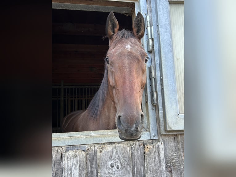 Más caballos de pura sangre Caballo castrado 7 años 155 cm in Hattenhofen
