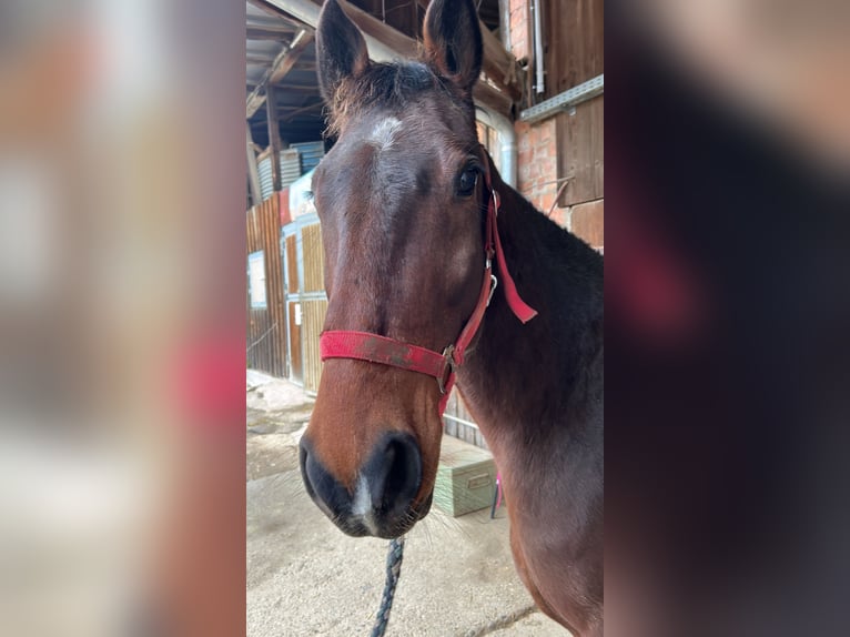 Más caballos de pura sangre Caballo castrado 7 años 155 cm in Hattenhofen