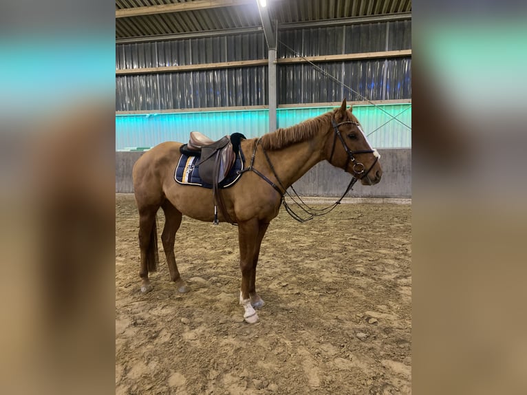Más caballos de pura sangre Caballo castrado 7 años 164 cm Alazán in Alpen