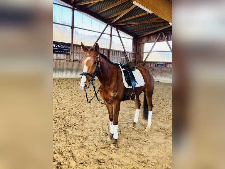 Más caballos de pura sangre Caballo castrado 7 años 164 cm Castaño in Bad Endbach