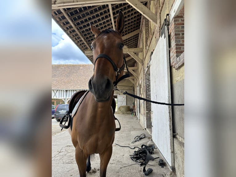 Más caballos de pura sangre Caballo castrado 7 años 165 cm Castaño in Vesly