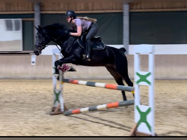 Más caballos de pura sangre Caballo castrado 7 años 165 cm Castaño oscuro in Lüdinghausen