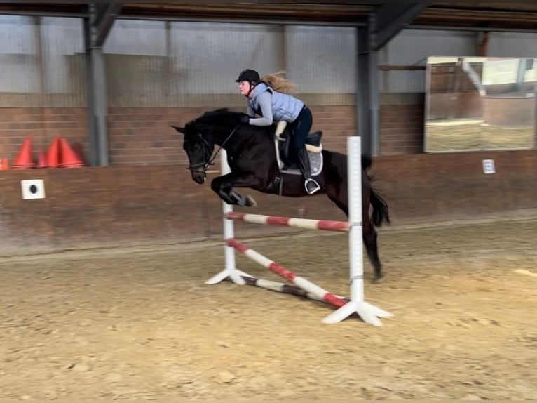 Más caballos de pura sangre Caballo castrado 7 años 165 cm Castaño oscuro in Lüdinghausen