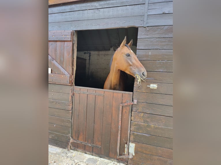 Más caballos de pura sangre Mestizo Caballo castrado 7 años 167 cm Castaño in Buc