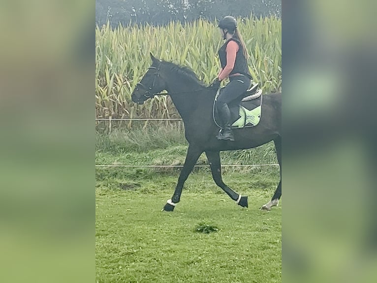 Más caballos de pura sangre Caballo castrado 7 años 168 cm in Bocholt