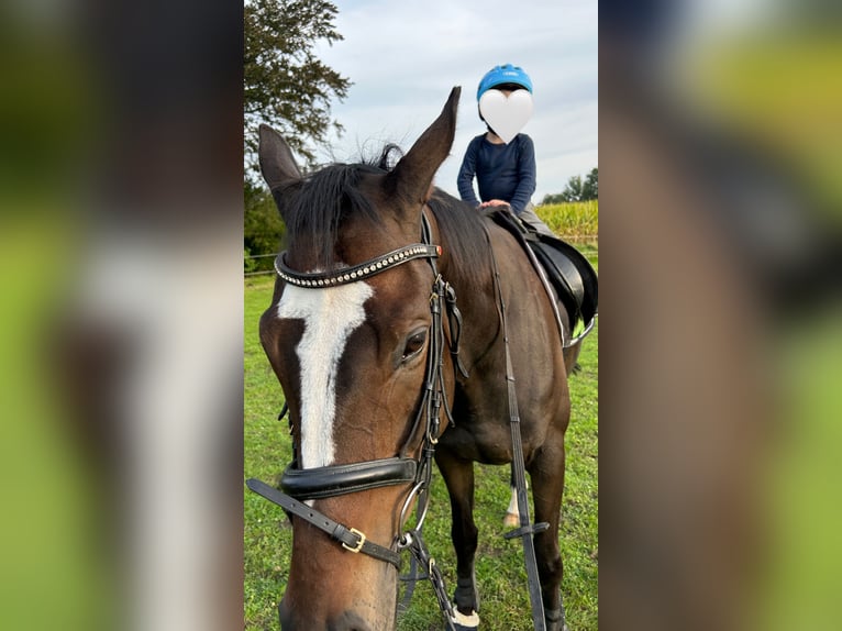 Más caballos de pura sangre Caballo castrado 7 años 168 cm in Bocholt