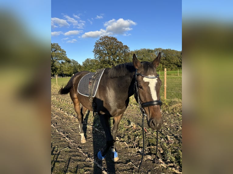 Más caballos de pura sangre Caballo castrado 7 años 168 cm in Bocholt