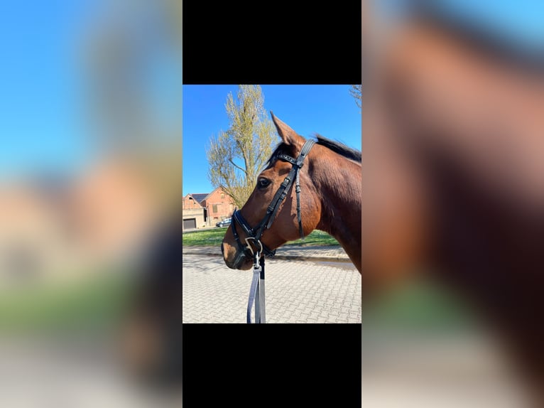 Más caballos de pura sangre Caballo castrado 7 años 168 cm Castaño in Arnstein