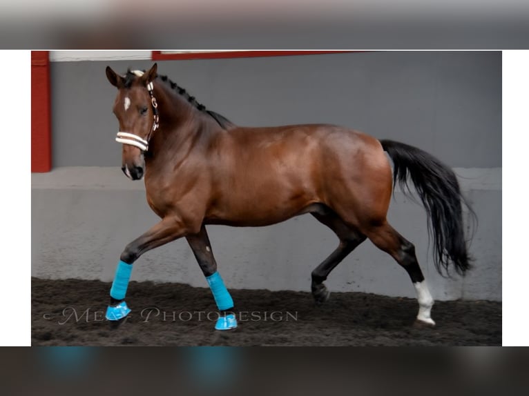 Más caballos de pura sangre Caballo castrado 7 años 169 cm Castaño rojizo in NAVAS DE MADRONO