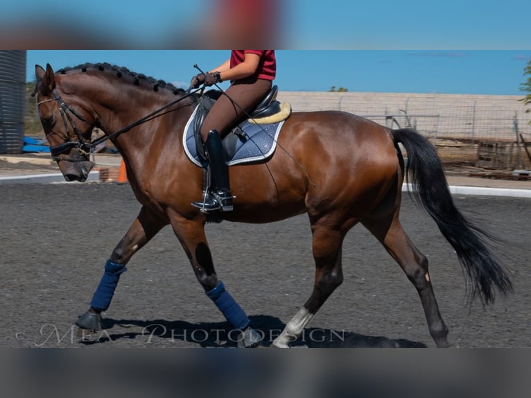 Más caballos de pura sangre Caballo castrado 7 años 169 cm Castaño rojizo in NAVAS DE MADRONO