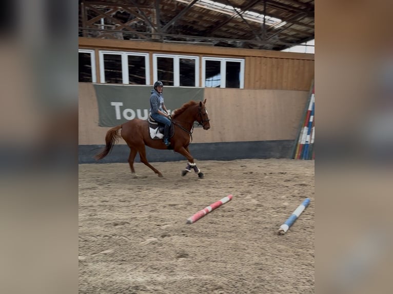 Más caballos de pura sangre Caballo castrado 7 años 170 cm Alazán in Wegeleben