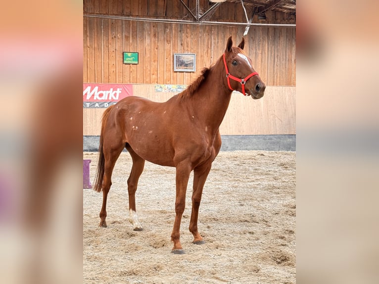 Más caballos de pura sangre Caballo castrado 7 años 170 cm Alazán in Wegeleben