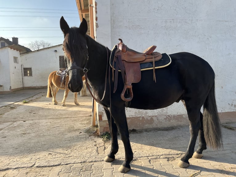 Más caballos de pura sangre Mestizo Caballo castrado 8 años 161 cm Negro in Groß-Gerau