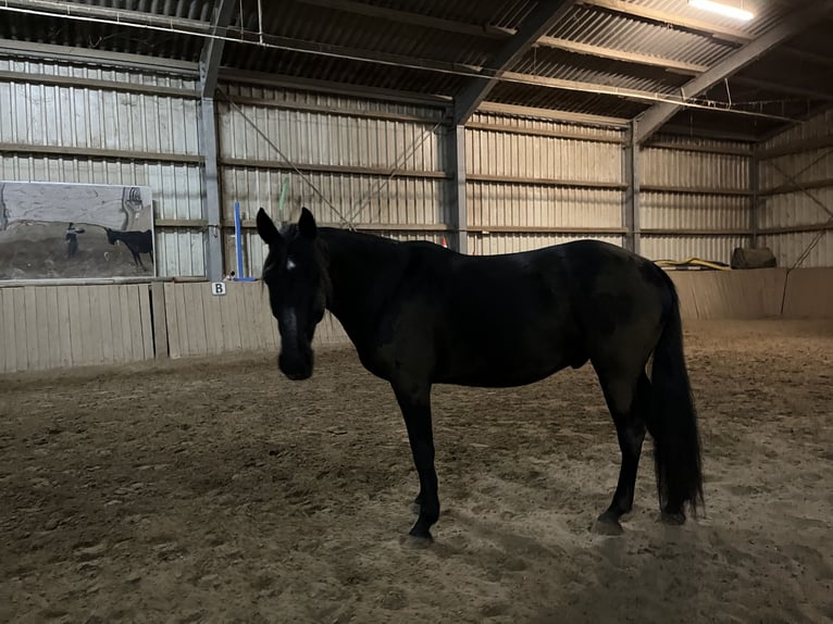 Más caballos de pura sangre Mestizo Caballo castrado 8 años 161 cm Negro in Groß-Gerau