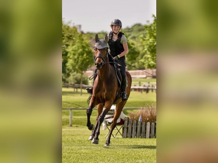 Más caballos de pura sangre Caballo castrado 8 años 163 cm Castaño in Pelmberg