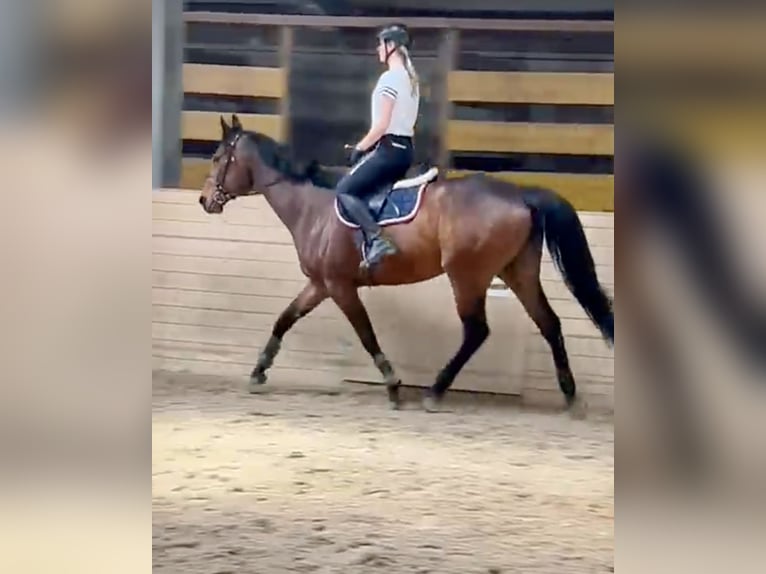 Más caballos de pura sangre Caballo castrado 8 años 163 cm Castaño in Pelmberg