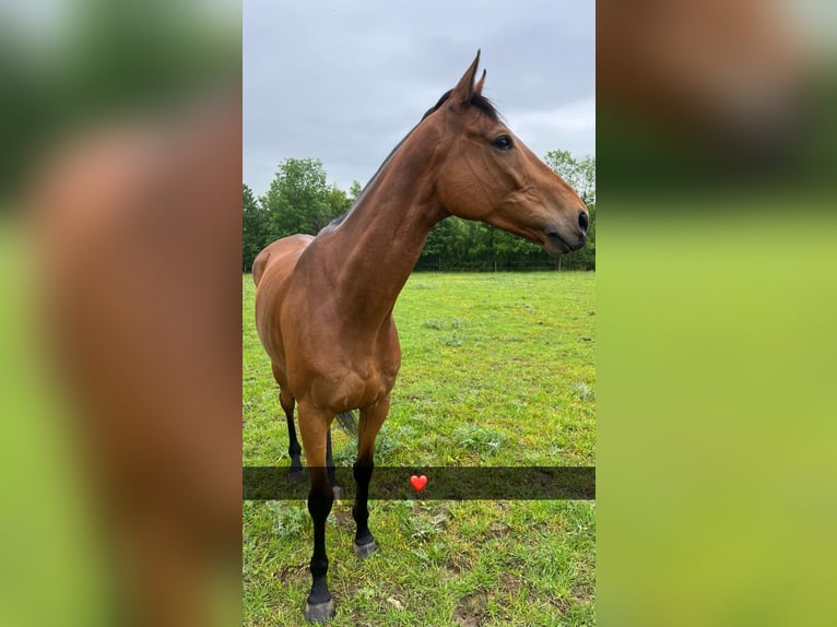 Más caballos de pura sangre Caballo castrado 8 años 165 cm Castaño in Lorrez le bocage