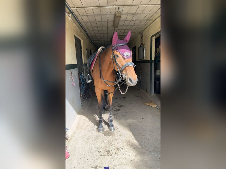 Más caballos de pura sangre Caballo castrado 8 años 165 cm Castaño in Lorrez le bocage