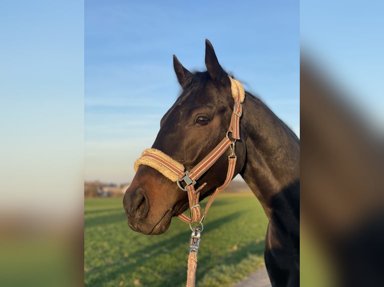Más caballos de pura sangre Caballo castrado 8 años 167 cm Morcillo in Bruchsal