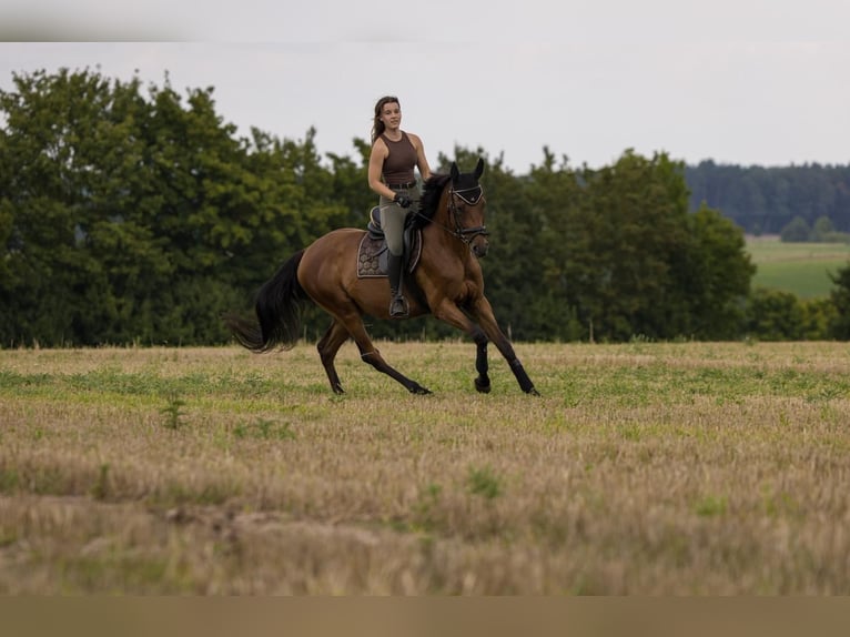 Más caballos de pura sangre Caballo castrado 9 años 157 cm Castaño in Dinkelsbühl