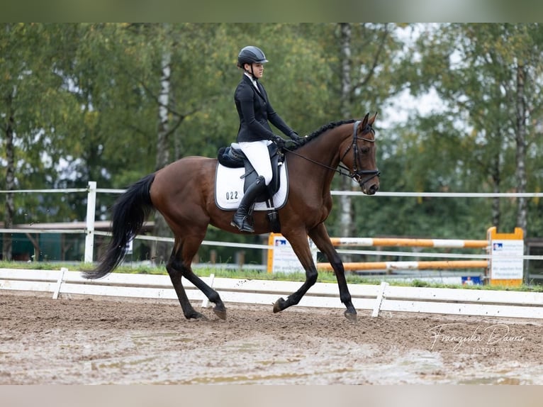 Más caballos de pura sangre Caballo castrado 9 años 157 cm Castaño in Dinkelsbühl