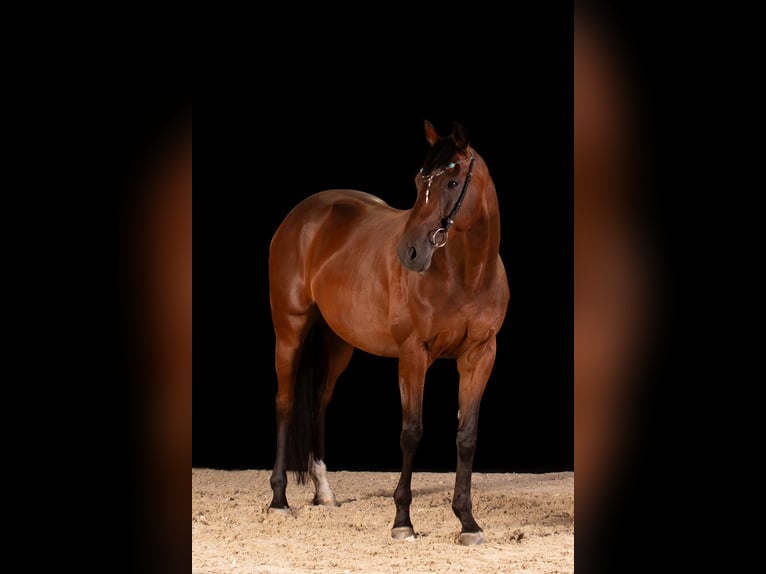 Más caballos de pura sangre Caballo castrado 9 años 162 cm Castaño in Düsseldorf