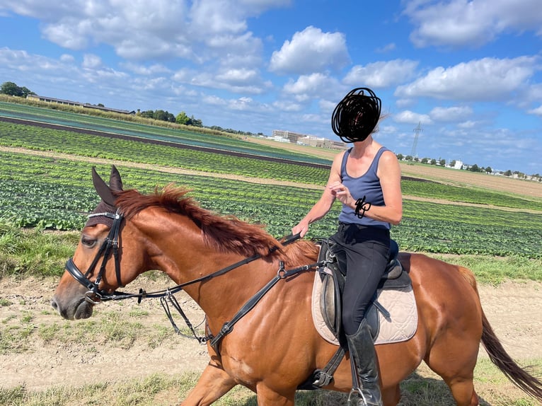 Más caballos de pura sangre Caballo castrado 9 años 164 cm Alazán in Kaarst