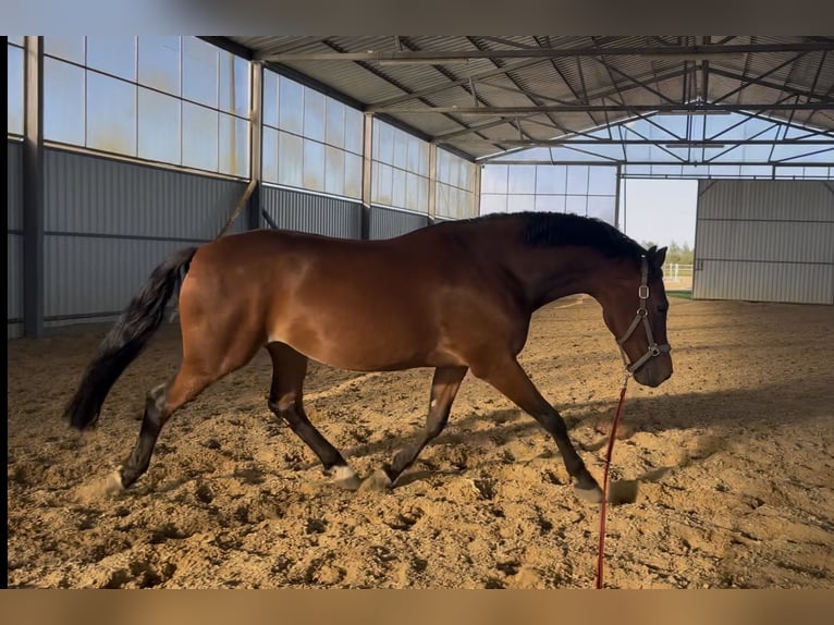 Más caballos de pura sangre Caballo castrado 9 años 168 cm Castaño in Grabów Nad Pilicą